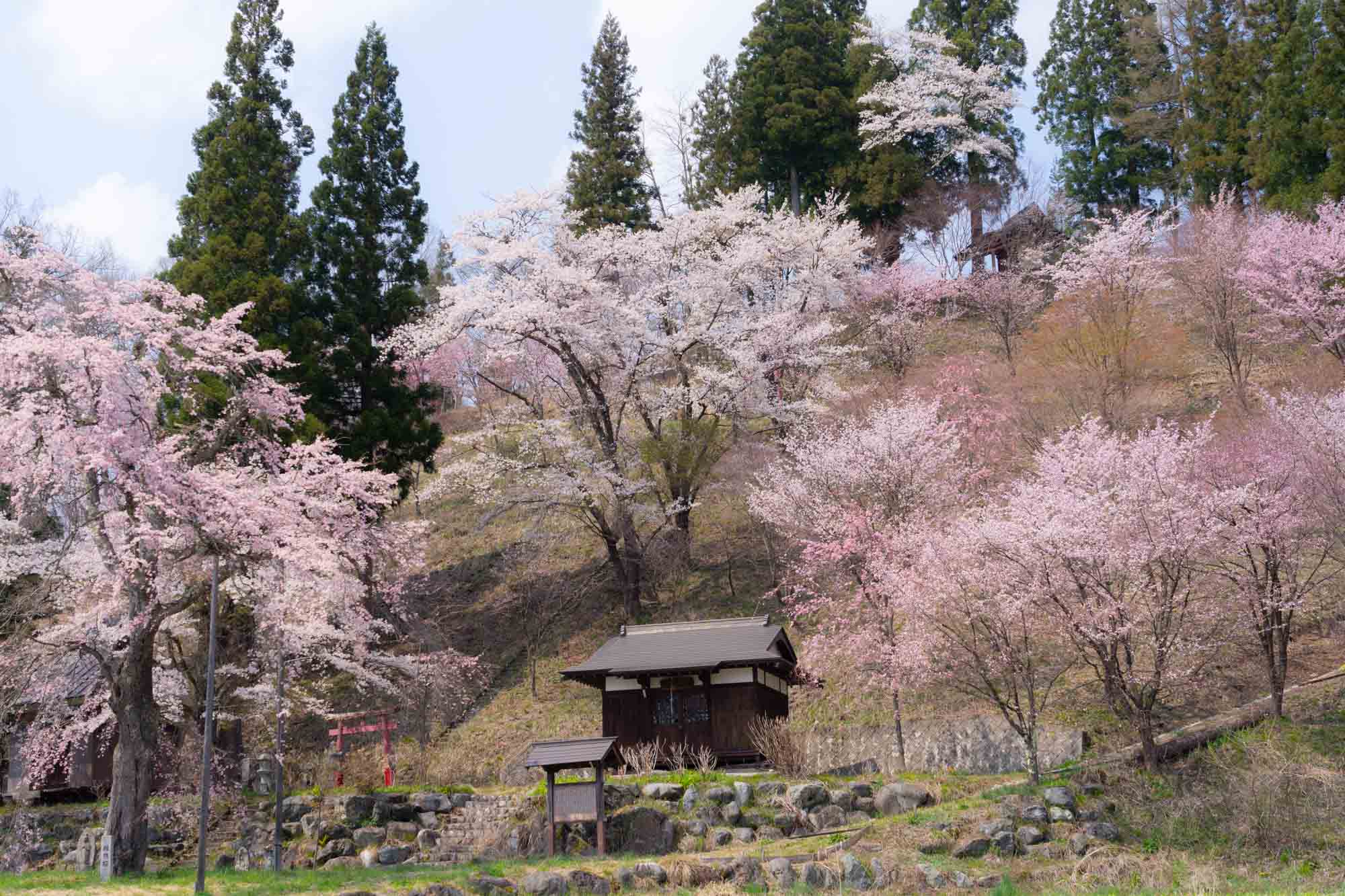 紡ぎ舎からも近い長野県白馬村の桜